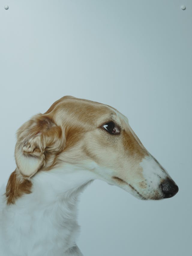 borzoi again