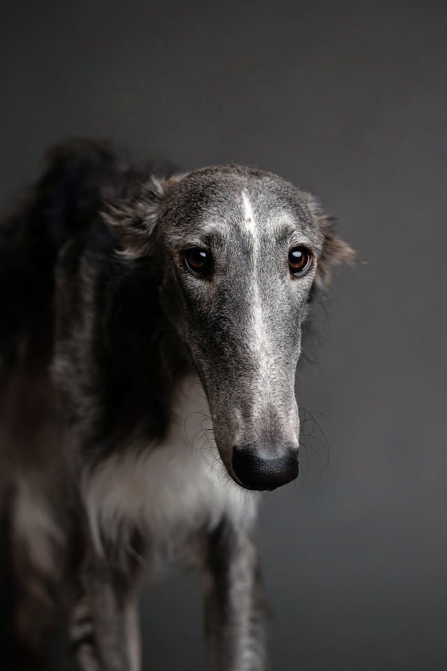borzoi again
