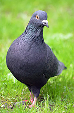 Pulu seisoo nurmikolla