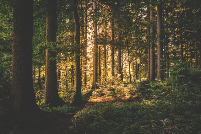 metsää ja aurinko valastuts