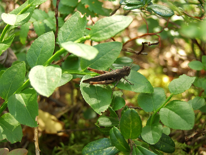 alkuperäinen