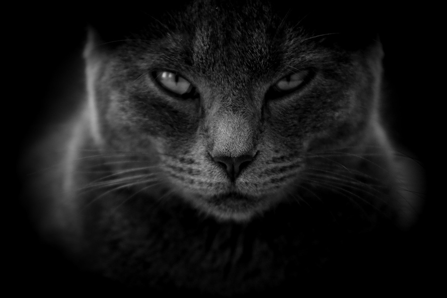 boi ts cat is so tuff