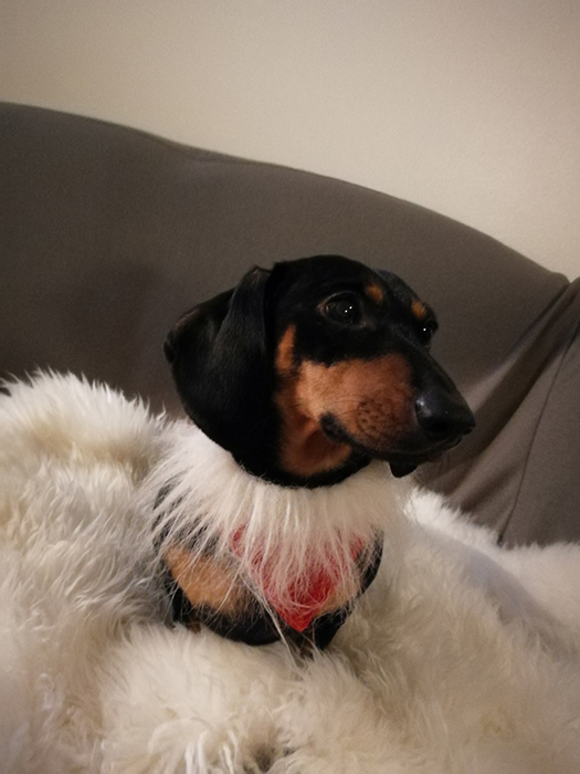 koira alkuperäinen