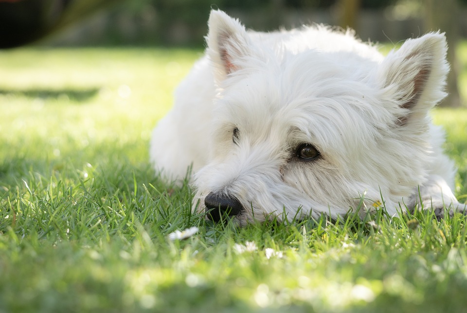 dog