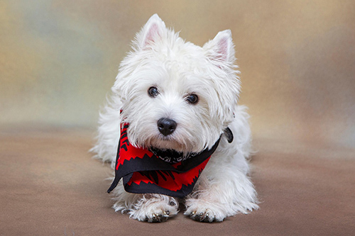 westie2
