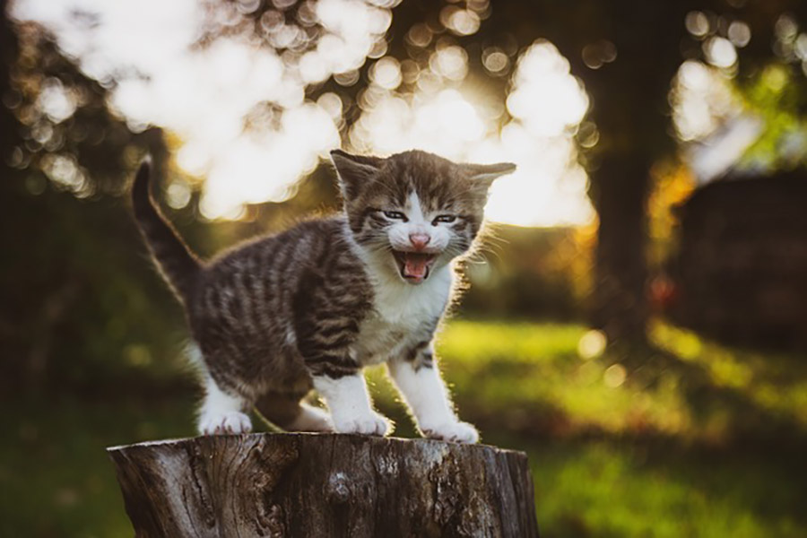 kissa