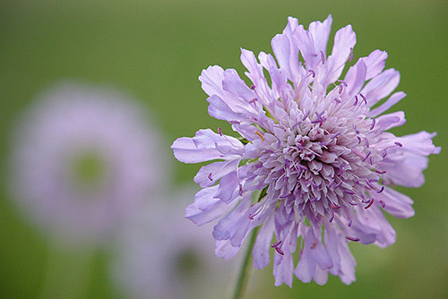 Violetti kukka