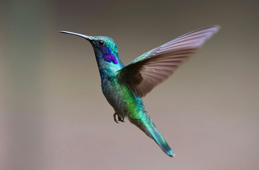 Kolibri