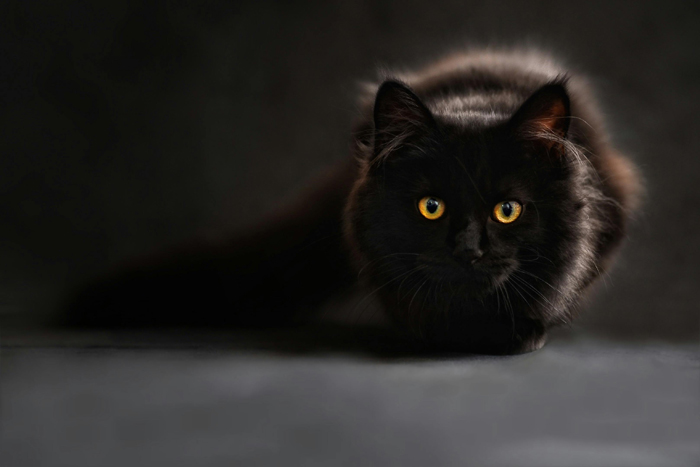 kissa