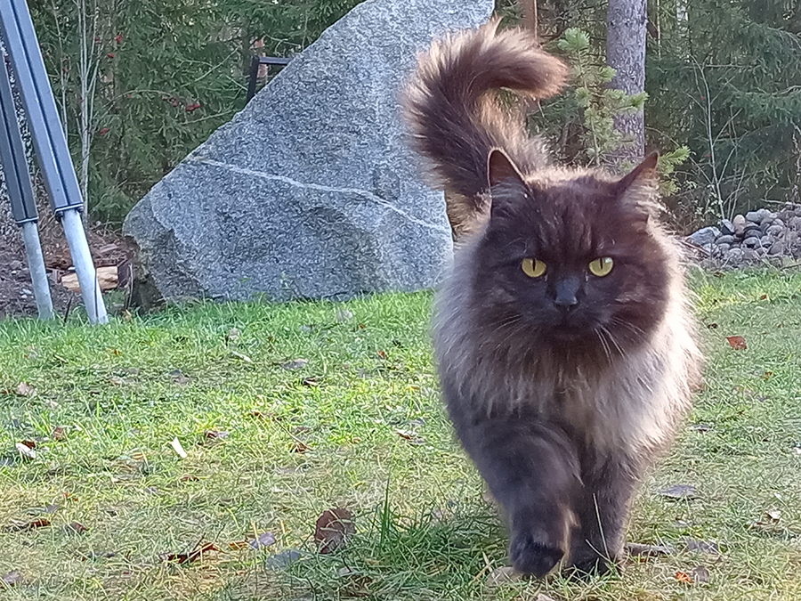 kissa