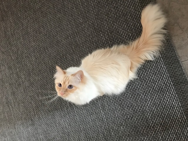 Istuva kissa