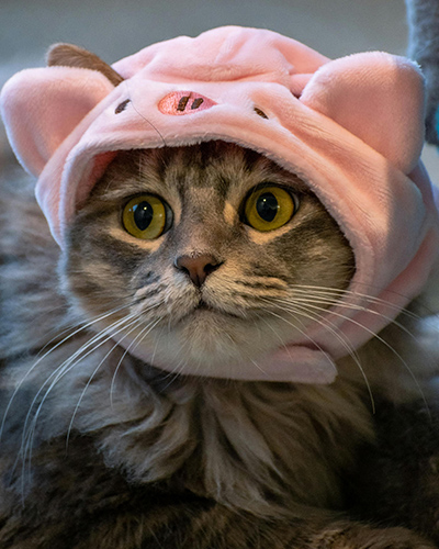 kissa possuhatulla