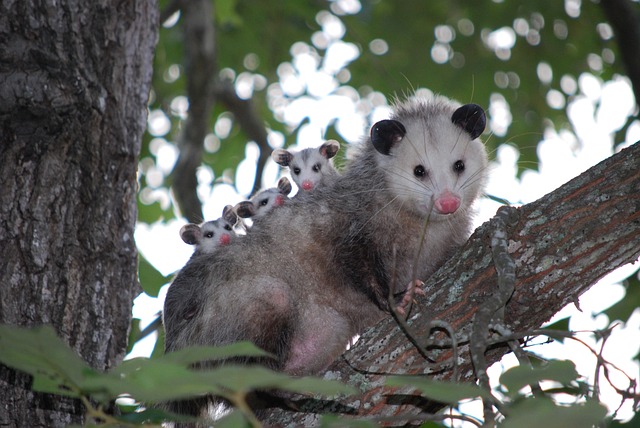 Opossum with her babies in a tree