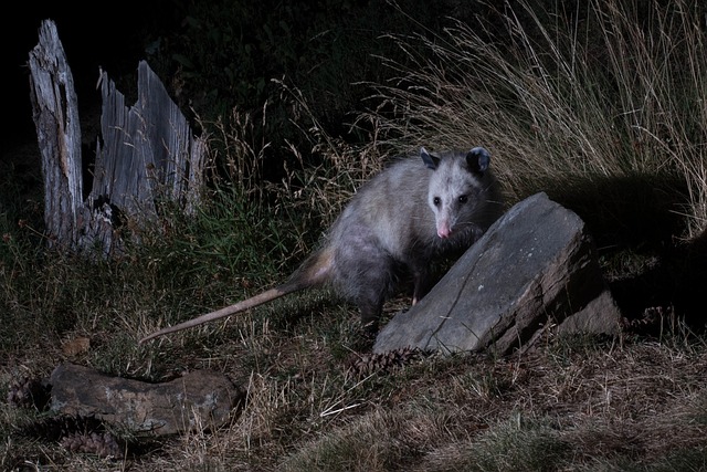 Opossum out at night