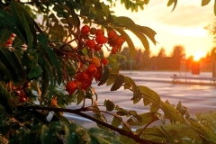 IMG_20240719_204424