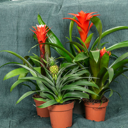 ananaslajitelma