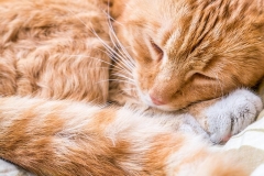 cat-6553749_640