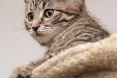 cat-7529439_640