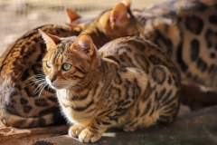 cat-7598590_640