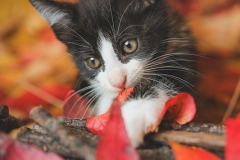 cat-9183327_640