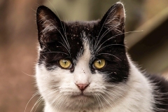 cat-9321685_640