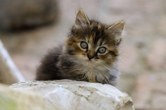 cat-9734651_640