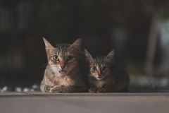 cats-9024710_640