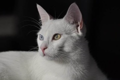 white-cat-9595396_640