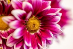 negative-space-pink-flowers-1