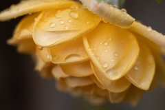 yellow rose with rain drops