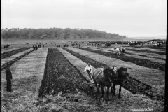85/1284-70 Glass negative, full plate, 'Ploughing Match', Kerry and Co, Sydney, Australia, c. 1884-1917.

Silver gelatin dry plate glass negative in landscape format.  The image depicts a ploughing competition at what appears to be an agricultural show.  The competition is between teams of two-horse single-furrow mouldboard ploughs.  Five teams are depicted in the image and numerous strips of alterate furrowed and unfurrowed land can be seen.  One of the plough teams is depicted in the foregound of the image.  The team consists of two horses harnessed to a single-furrow mouldboard plough which is hand controlled by a man walking behind the plough.  A man can be seen in the foreground on the left side of the image, he is holding an axe and looking towards the plough team.  Crowds of people can be seen in the background of the image.  The crowds appear to be attending an agricultural show.  Horse drawn vehicles and horses can also be seen in the background.  A hill is depicted in the far background of the image.  The caption, studio number and studio mark are inscribed on the reverse of the negative.

55/61 Tyrrell Inventory Number, 132 Kerry Studio Number