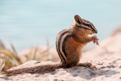 chipmunk-3959206_1280