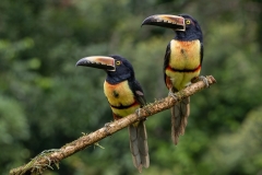 collared-macaw-9750855_1920