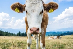cropped-cow-9817881_1920