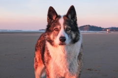 dog-9297049_1280
