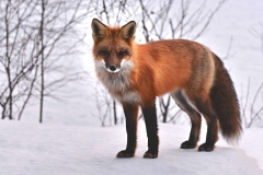 fox-715588_1280