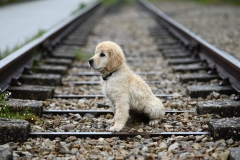 golden-retriever-puppy-amber-9661916_1280