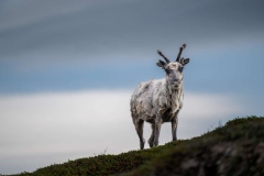 reindeer-9740970_1280
