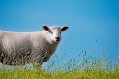 sheep-9674601_1280