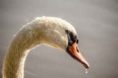 swan-9770534_1280